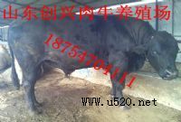 ���ٽ����ţ�كr��(�F����ţ�Bֳ��)��ţ�Bֳ�����O,�Bţ������