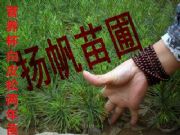 ����(y��ng)1-3��?du��)I�B(y��ng)����Ƥ��С��