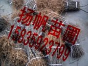 �����Ҙ������Ҙ���r���Ҙ��Ʒ�����l��ɽ���Ҙ���