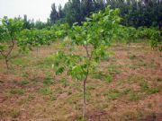 ����8518�����磬��������磬�|��1̖�����磬�����������