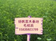 ë������ɽ����