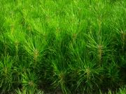 ����С��