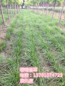 �ҹ�˾���d���ش������������ݡ�ί��ˡ�Ұţ�ݍ���̦��