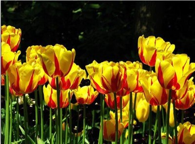 ��������Cϵ��ʽ