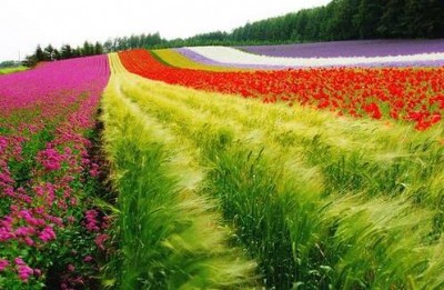 �������͔U��C����