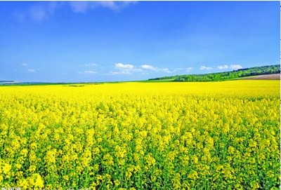 �������͔U��C������