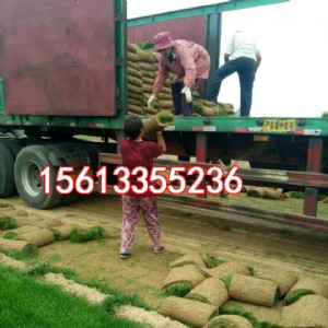 ����������ƺ