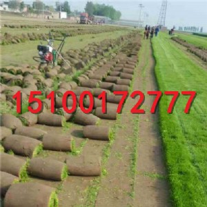 �е��������ƺ