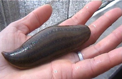 �＾�a�º�ˮ���y�ƴ󲨞�