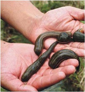 �㽭᯸�ˮ���Bֳ�����ĎͶ��U���BֳҎģ