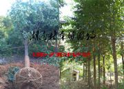 ������Ц�r��,8����15����16����18���֘�����Ц�r��