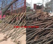 3���֙��r��,4-5���֙��r��