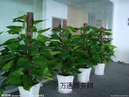 �����^��^���I�Gֲ��[�S�o