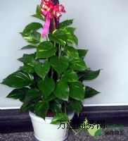 ����^��ʳǸ������I�Gֲ��[