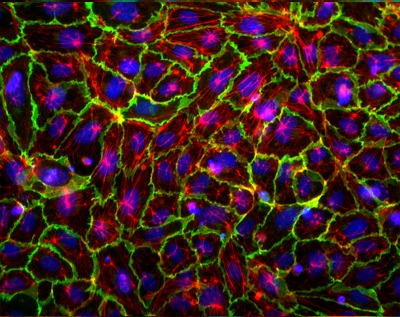 4��ǻ���d��Ƭ-80426