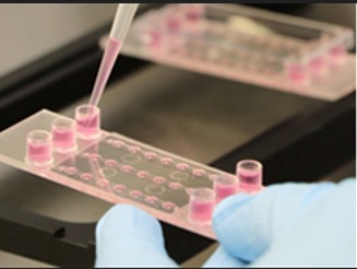 ��ibidi���w��עͨ�����B(y��ng)�d��Ƭ