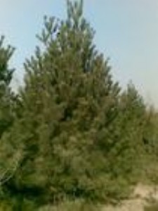 ��Ƥ�� 30-50���ְ�Ƥ�� ɽ����Ƥ�� ��Ƥ�Ƀr��