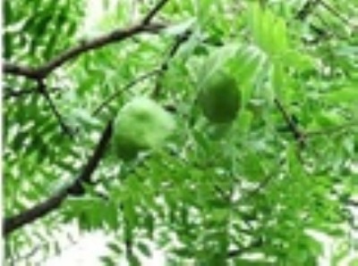 �Ĺڹ��� 1-2���Ĺڹ��� ɽ���Ĺڹ���r��