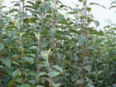 �O���� �޽��O���� �����O���� ɽ���O���� 1���O����r��