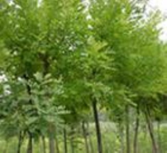 �p�������� ����p�������� ˎ���p�������� 1���p��������