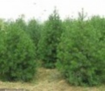 ������������2-3�װ�Ƥ�� ���l2-3�װ�Ƥ�Ƀr��