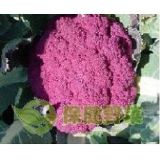 ����(y��ng)�ϻ���