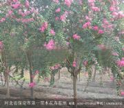 ����(y��ng)��ޱ-����ľ(�D)