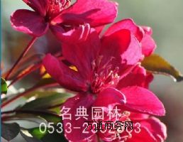 ��ɫ��ľ�������Ʒ�N���Ҏ(gu��)��r(ji��)��