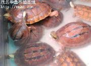 ����ʯ���X����Ұ���N��