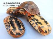 ����(y��ng)��ʯ��(�D)