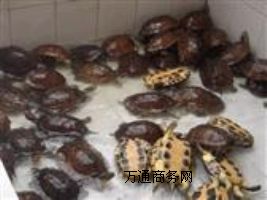 ����5-6��Խ�ϷNʯ���X�����a��