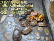 ����Խ�ϷN���Ї��Nʯ���X������(�D)