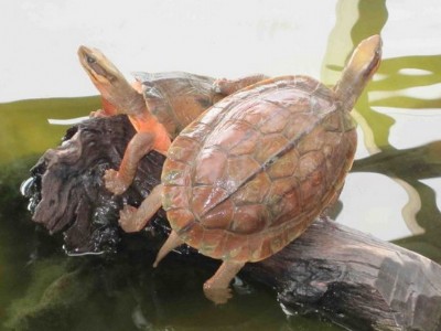 ������Ұ�����X��