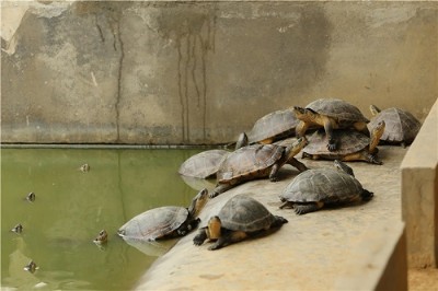 ����ʯ���X����Ұ���N��