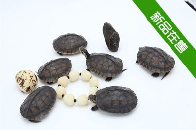 ����2015��Խ�ϷNʯ��