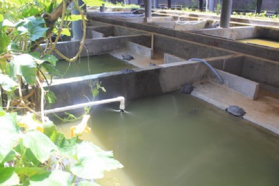 ����ʯ��