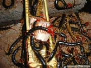 �����Ϻ�Ы�ӣ���򼣬�S���x�Bֳ���g