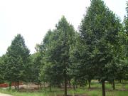 �G��������r(ji��) ��鬘� �ļ��� ľ�Ϙ� ����÷��ͩ ���z����