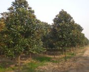 �G����ľ��r �V���m ��÷�� �Sɽ��� �¼� �����C���սz�m