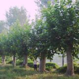 ���^���̈�r �������� �t�~���� ��z�� �����m ��䴹����