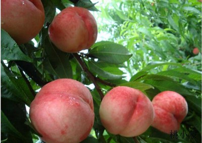 �������_���ˮ���Ҹ߶�Ʒ����С����ȫ�����Ҵ�����