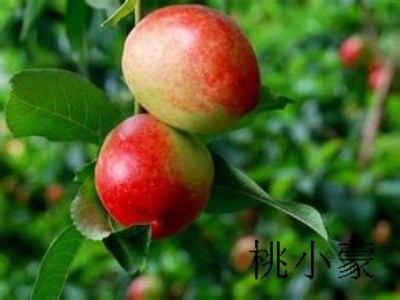 ������ҵăr����ô��_��С��������������ľGɫ�o��Ⱦˮ��