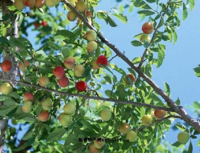 ˮ���Үa��_ɽ�|��С�����ˮ���ұ��u���r�I�����o����ʳƷ�ҡ�