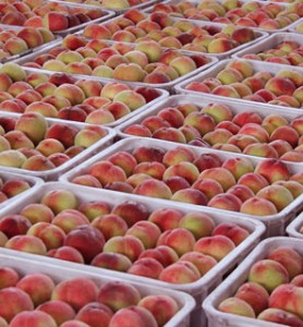 ��С��_��С���������������ϵ���ζ�ɞ��������Ʒ�ƺ���֮��