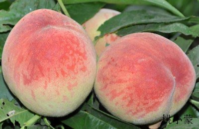 �Ե�����������Ă�(g��)Ʒ��_����С�ɡ�������҄�(chu��ng)ʼ���f(shu��)