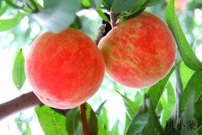 ����������l(f��)�Ј��r��_��С������������a(ch��n)���ؚgӭ��