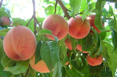 ����������l�r��_��С��Ʒ�����������ζ�o�rˎ����