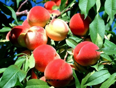 �ɽˮ����_����������ʮ���������ɽˮ���ҵġ�������