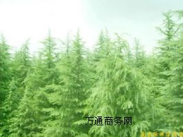 ����(y��ng)ѩ�ɣ��V���m�������m�����٣���u�����~Ůؑ