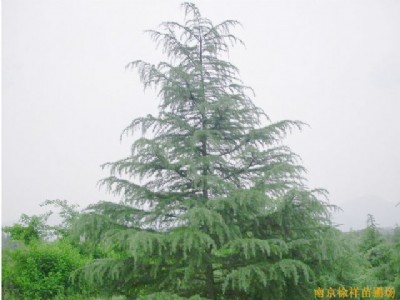 ����ѩ�ɣ���䣬�Θ䣬���꣬��䣬������ʯ�